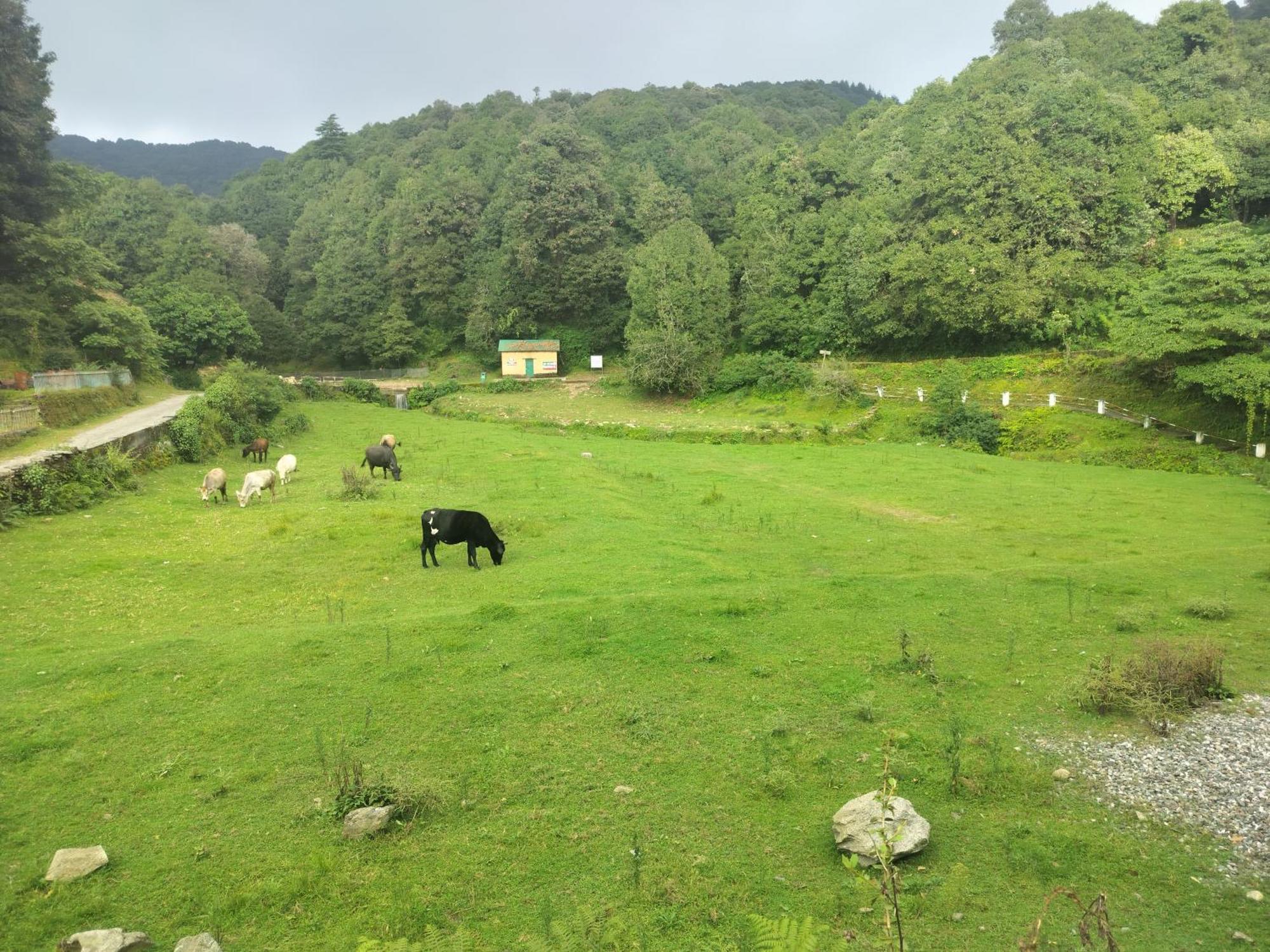 Simba Jungle Lodge, Binsar Wildlife Sanctuary 外观 照片